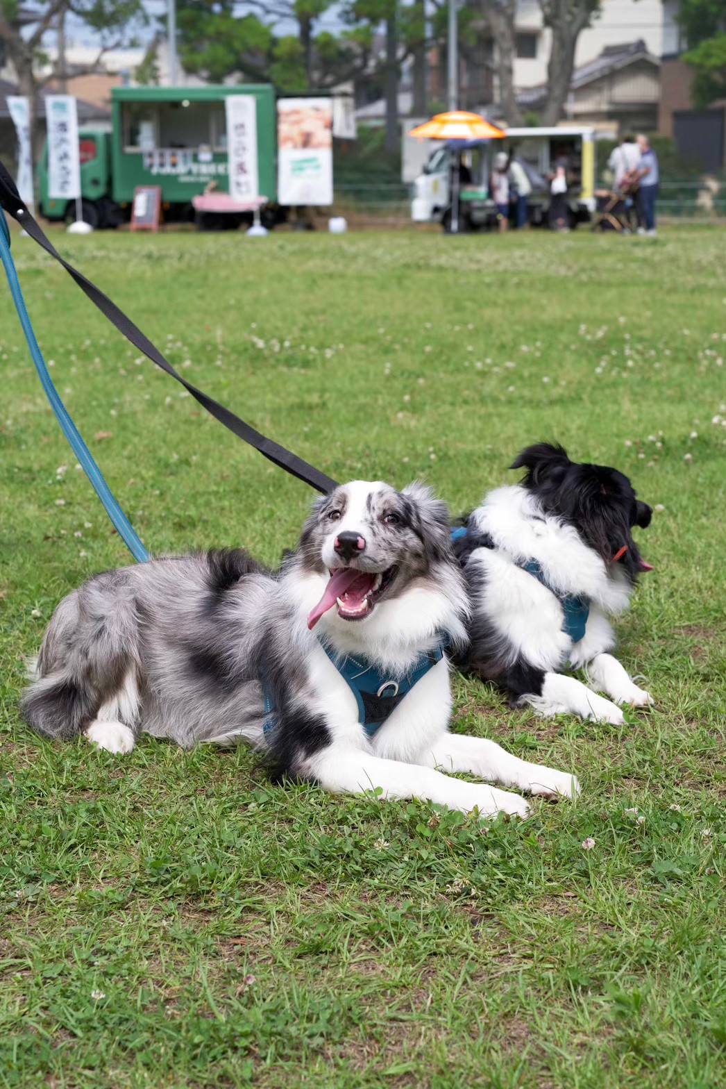 犬の写真