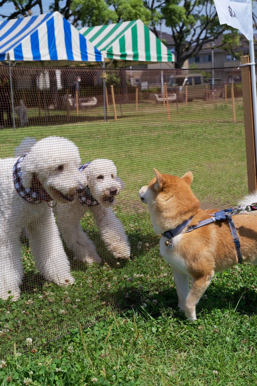 犬の写真